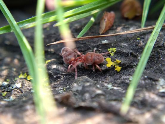 Two red velvet mites, plump, wrinkly mites with broad "shoulders" and narrower butts, start to grapple on a lichen-speckled tree root shaded by grass.