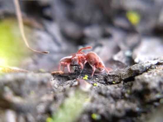 Another pair of mites try to grip each other with their long front legs, just like sumo wrestlers. Their fuzzy pelts are easier to see in this photo.