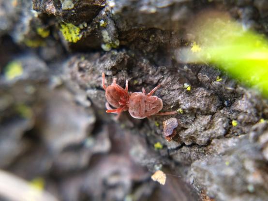 One mite tries to sink its pedipalps into its opponent. They're also on a near-vertical surface.