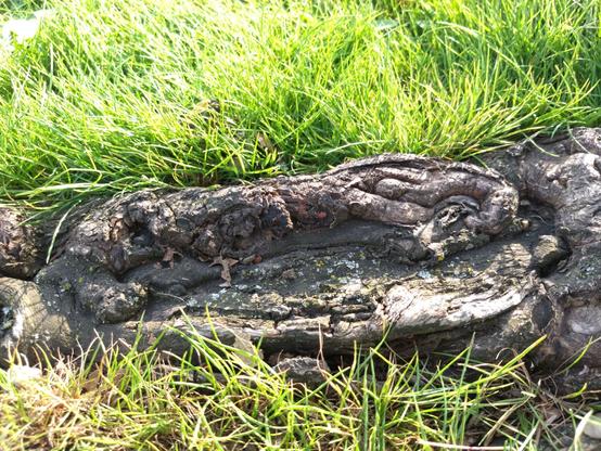 The hollowed, gnarled tree root in the grass where all these dramas are taking place. If you zoom in you can see a number of mites near the centre. They are about 2-4mm in body length.