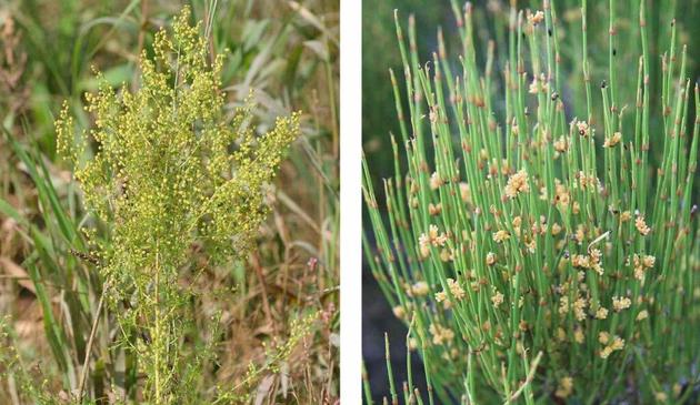 Renowned Salk Institute Studies Native Plants for Drug Discoveries in Weight Loss, Allergies, Asthma, and Headaches