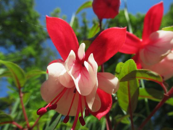 Nahaufnahme einer Fuchsienblüte, blauer Himmel