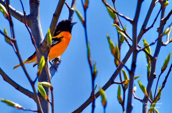 Oriole de Baltimore dans un arbre au printemps. Photographie par Cindy Cinnamon