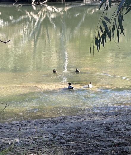 View of a greenish coloured Murray River, it’s pale because the water is low. There are 4 little ducks in the river & some leaves from a eucalyptus is hanging from the right corner. At the back of the photo is the white blurred image of a dead tree mirrored in the water.