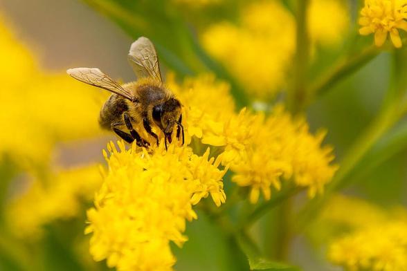 Nahaufnahme einer Biene auf einer gelben Blüte