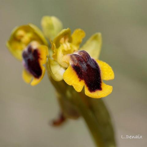Orchidée jaune avec le centre du labelle brun et deux sillons gris bleu