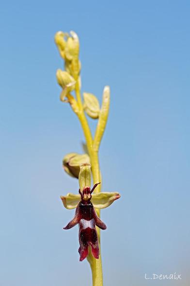 Fleur d'orchidée en forme de petit bonhomme avec une tache bleue sur le labelle.
