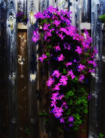 Vibrant purple Clematis flowers climb up an aged wooden fence, creating a striking contrast with the rustic background. Sunlight highlights the rich purple hues of the blossoms and enhances the texture of the wood.