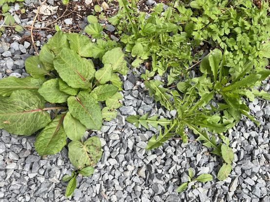 Common weeds and n the gravel on the path.