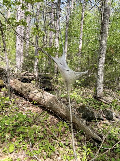 A close-up view of a Tent Caterpillar web on a branch in a forested area, surrounded by green leaves, fallen logs, and scattered rocks. Sunlight filters through the trees, highlighting the natural environment.
