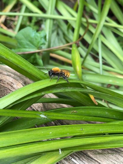 Tawny mining bee resting on a leaf