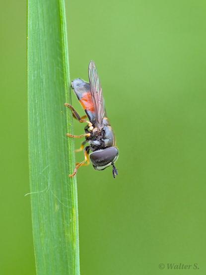 A red and black insect facing down on a blade of grass