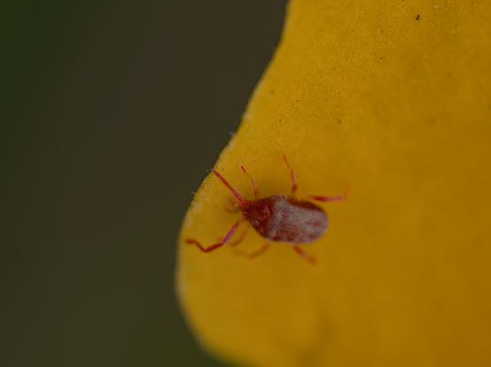 A tick standing at the edge of a yellow flower