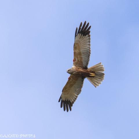 A male Marsh Harrier bird of prey with outstretched wings soars against a clear blue sky.