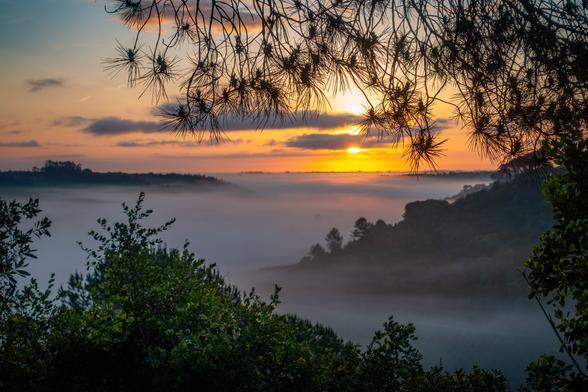 sunrise over foggy valley in Ribatejo Portugal seen from a hilltop through pine branches