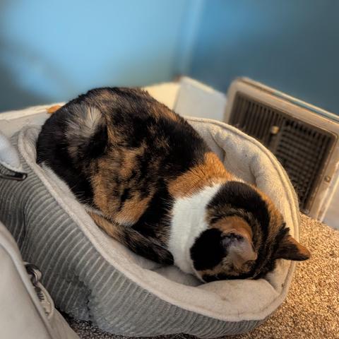 The picture is of a calico cat faceplanting on their bed.