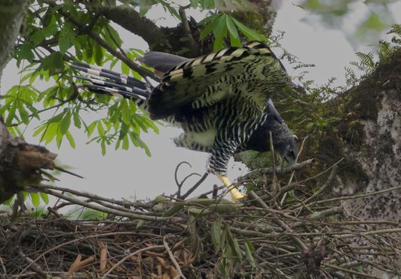 A large eagle with a black and white checkerboards under her wings and black and white trousers is removing a branch from one spot on her nest to place on another spot. This is the female Crested Eagle, even more rare than the Harpy Eagle! Darien, Panama. Photo by Peachfront. April 26, 2025.