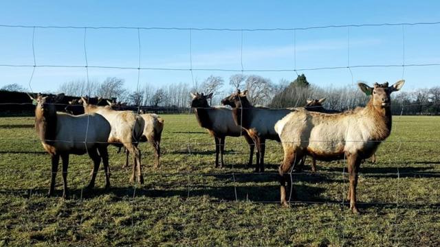 Forest & Bird critical of government move to protect elk in Fiordland National Park
