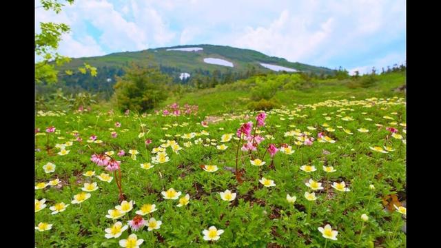 JG8K 秋田 花盛りの森吉山をガイドと歩く Akita,Moriyoshizan in June,Best Season of Wild Flowers