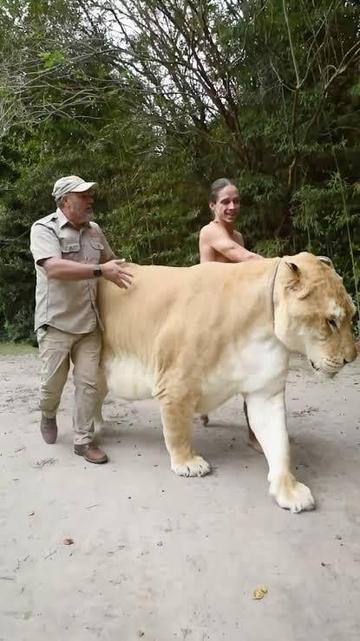 The size of a Liger (a hybrid offspring of a male lion and a tigress) compared to a human(s).