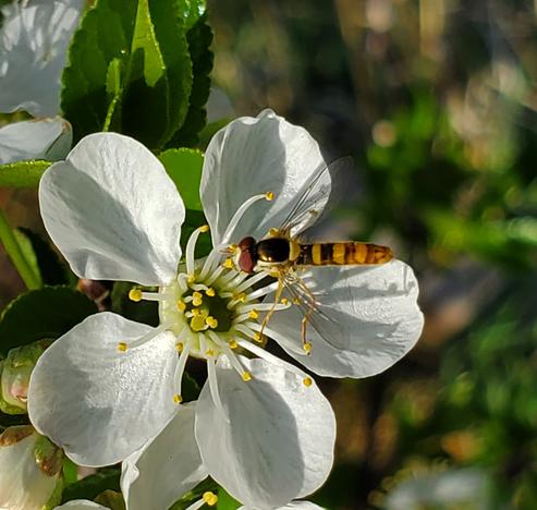 A white flower hosting a small fly that really wants you to think it's a bee.