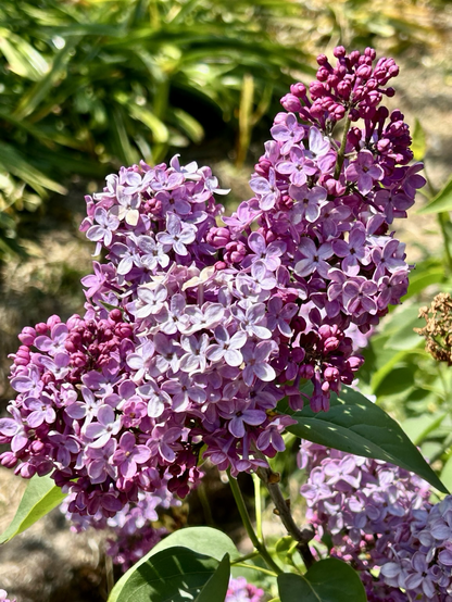 A lilac bunch with different shades of pink. They are surrounded by green leaves that are out of focus. Lots of four petals flowers and some buds.