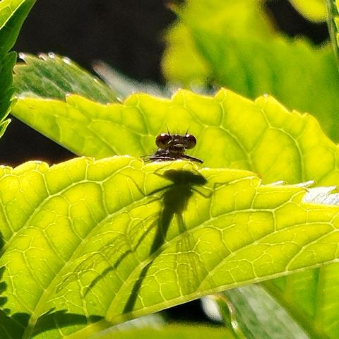 Photo of a small dragonfly. It peeks over the edge of a serrated green leaf. Its body and wings cast a shadow on the leaf in the bright sunlight.