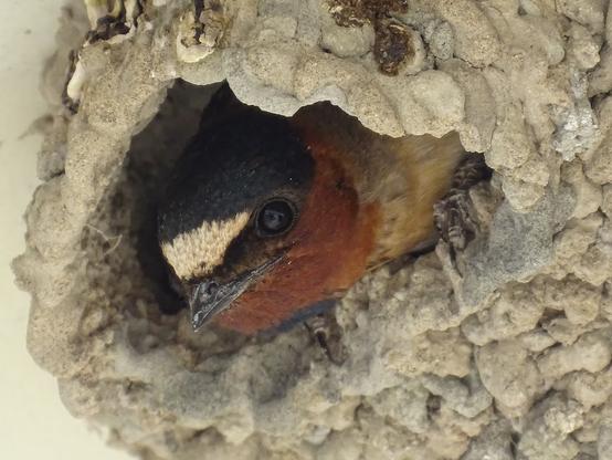 An extreme closeup of a small Cliff Swallow in its mud nest, the small head peaking out from the dark hole, the black cap with a white forehead over a rust red neck and light tan body visible. Small feet grip the edge of the the nest, while a dark shiny black eye reflects the pale white concrete pad (and maybe a human or two is you look very closely).