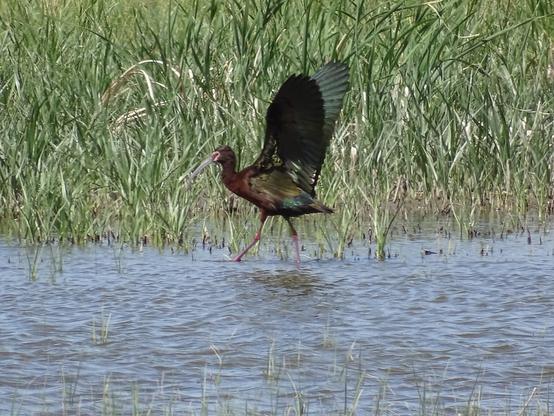 A white-faced ibis strolls along the edge of a shallow grass lined lake. It's long grey curved bill hangs below a red face with a white outline, and the dark red body gleams with iridescent greens and purples as it stretches its long wings upward.