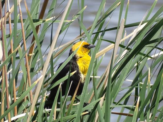 Sunlight shines brightly on a Yellow-headed blackbird perched amid the tall green grasses. It's black beak, eye, and body are a dark contrast to the glowing yellow head and neck.