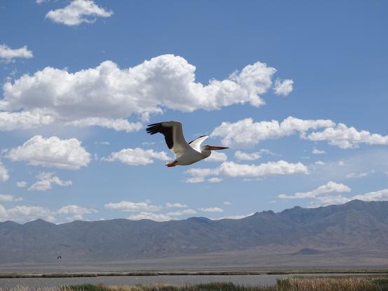 A large American White Pelican takes off from a small lake, black tipped white wings held up with the long yellow bill bright in the sunlight. A bright blue sky dotted with white clouds stretches above a low mountain range with a reed lined lake in the foreground.