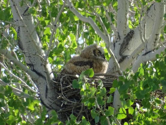 A large nest made of sticks rests right up in an aspen/birch tree, bright green leaves lit by the sun. Tucked down into the nest is a young Great Horned Owl sleeping, it's dark adult feathers still covered by the fluffy white down of its baby feathers.
