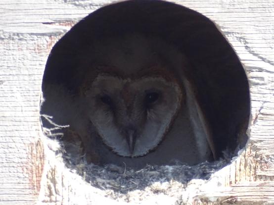 An overly bright wooden box with a large black hole in the middle. Looking out from the darkness is the white heart shaped face of a Barn Owl, with dark black eyes and a long beak pointed down.