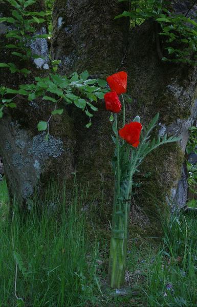Three long-stemmed poppies and two ditto buds stand in a 1000ml measuring cylinder in front of the moss and lichen-covered large trunk of a beech tree, from which a tuft of fresh beech leaves protrudes. The cylinder is flanked by tall grass, dandelions and ground ivy.