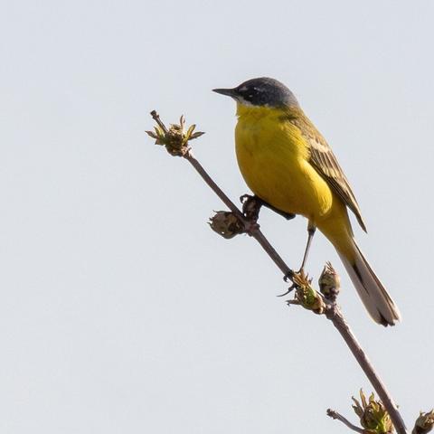 Жёлтая трясогузка / Yellow Wagtail