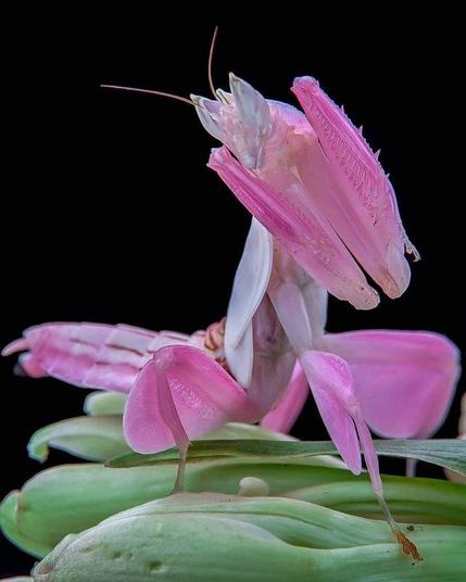 Orchid Mantis is a species that is commonly found in the tropical forest of Southeast Asia.