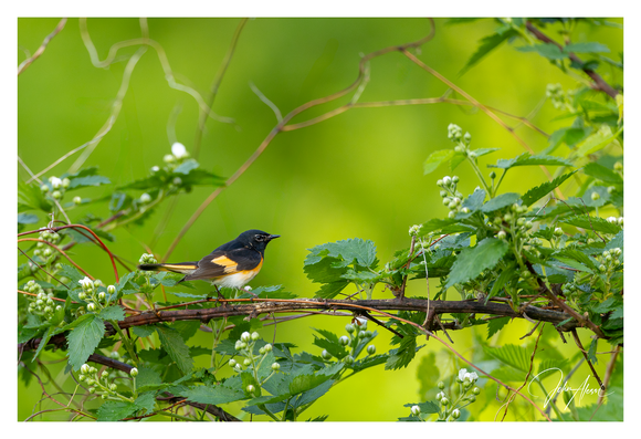 Horizontal image with deep green background.  A tangled mess of vines extends horizontally through the lower third of the image.  The bird is posed on the vine and framed by it in the lower left third of the frame and looking to the right.