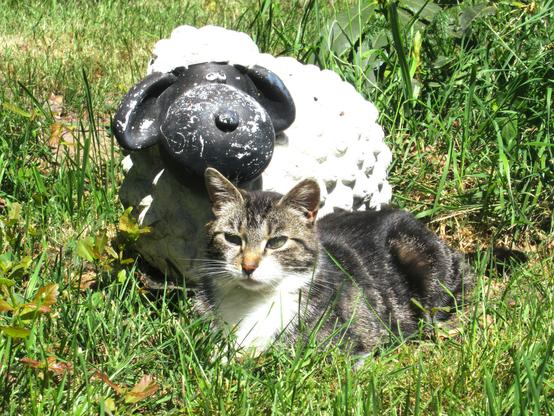Eine getigerte Katze mit weißer Brust chillt auf einer Grünfläche vor einem Deko-Schäfchen.