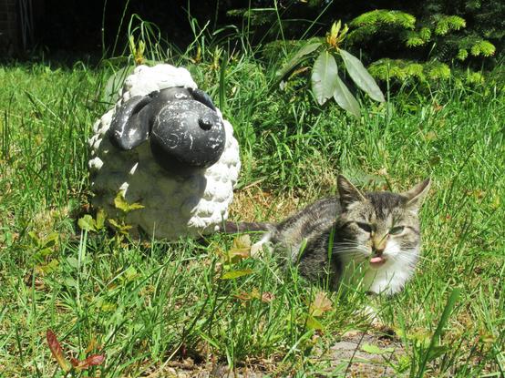 Eine getigerte Katze mit weißer Brust auf einer Grünfläche vor einem Deko-Schäfchen. Sie streckt die Zunge raus.