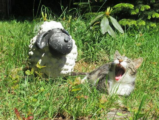 Eine getigerte Katze mit weißer Brust auf einer Grünfläche vor einem Deko-Schäfchen. Sie hat das Mäulchen weit aufgerissen.