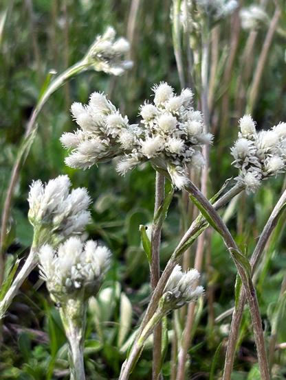 Closeup of flower heads looking like clusters of white fluffy puffs, slightly nodding atop crisscrossed dark green stems.