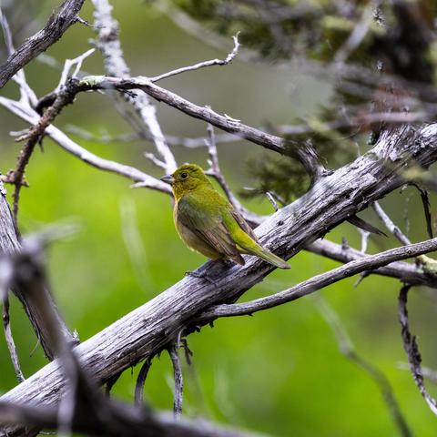 A fuzzy green bird on a dead branch