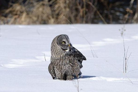 The head of the bird is just left and above the middle of the photo.
The Owl is sitting in the snow looking up to the right.