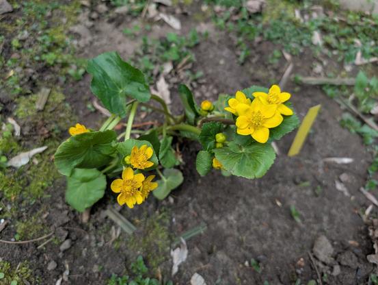 A little green plant with about six bright yellow flowers and a few more unopened buds