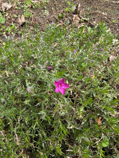 A tiny pink flower with five petals on a green ground cover. There are a lot of unopened blooms