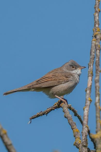 A side view of a whitethroat perched on a dry branch against the blue sky