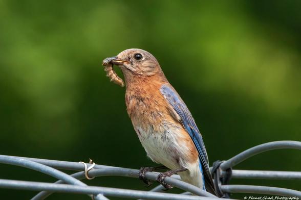 An eastern bluebird perched on a thin metal pole with a caterpillar in its beak against a dark green background.