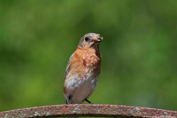 An eastern bluebird perched on a metal bar with a white insect in its mouth against a green background.