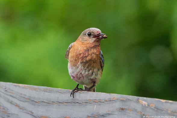 An eastern bluebird perched on a gray fence post with a small bug in its beak against a green background.