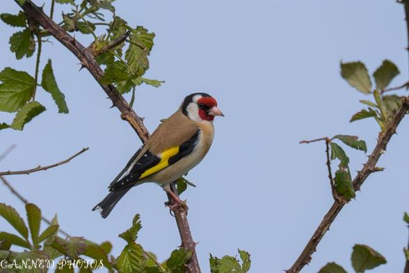 A goldfinch with a red face and yellow wing patch perches on a branch with green leaves against a clear blue sky.